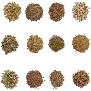 Sprouting seed mixes | Organic seeds bean salad mixes micro sprouts