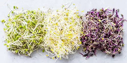 Seed Mix | Rainbow Bean Mix Lentils Together Salad Mix Tasty Broccoli