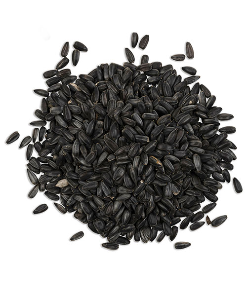 Baby black sunflower | Organic sprouting seeds microgreen sunflower sprouts