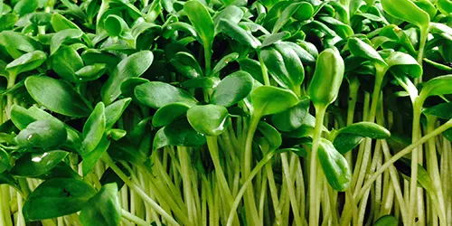 Microgreen seeds | Sprouting seeds microgreen sprouts radish peas basil