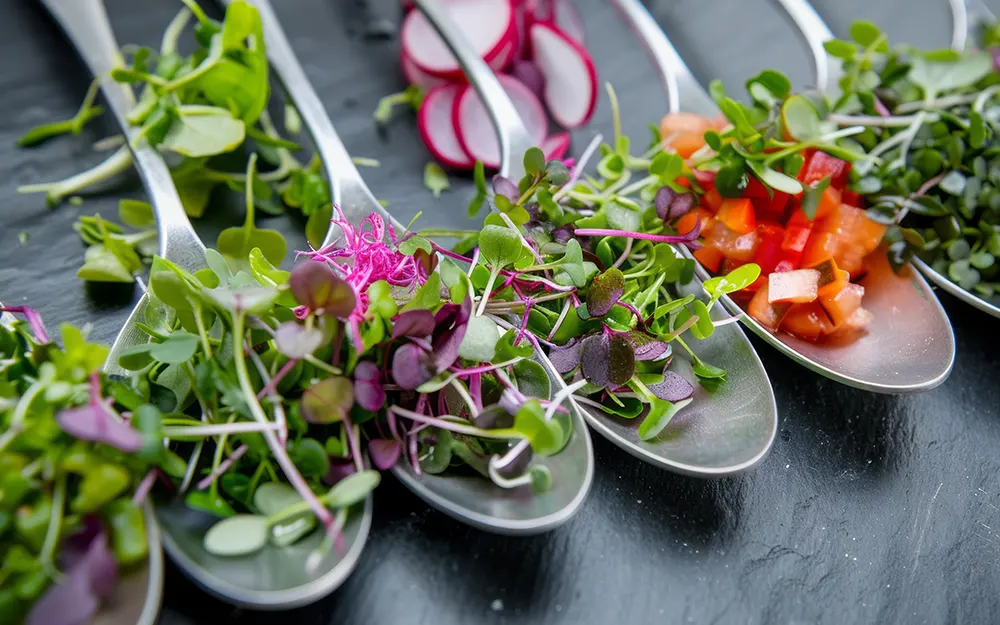 Recipe | Chilled raw sprout soup clover broccoli fenugreek radish sprouts