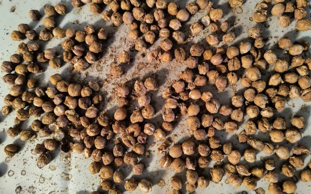 Recipe | Sprouted garbanzo beans chickpea non-gmo sprouting seeds