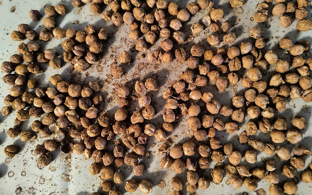 Recipe | Sprouted garbanzo beans chickpea non-gmo sprouting seeds